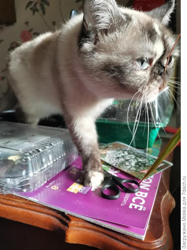 Посев петуний проконтролировала. Можно другие растюхи понюхать.