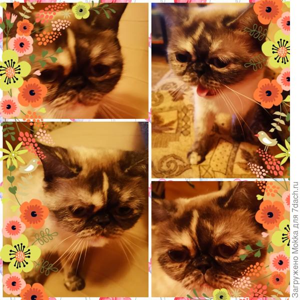 С днем кошек и котов!