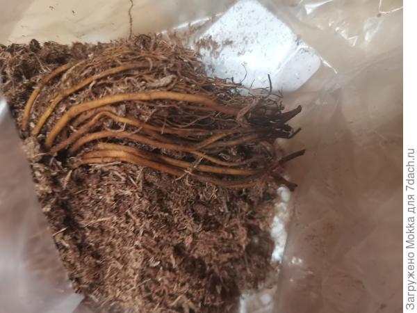 А вот бывший клематис