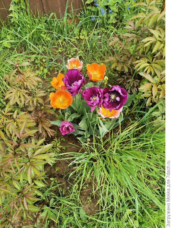 Весь май радовали тюльпаны. Уже доцветают. Эстафету принимают пионы, которые уже выпустили бутончики.