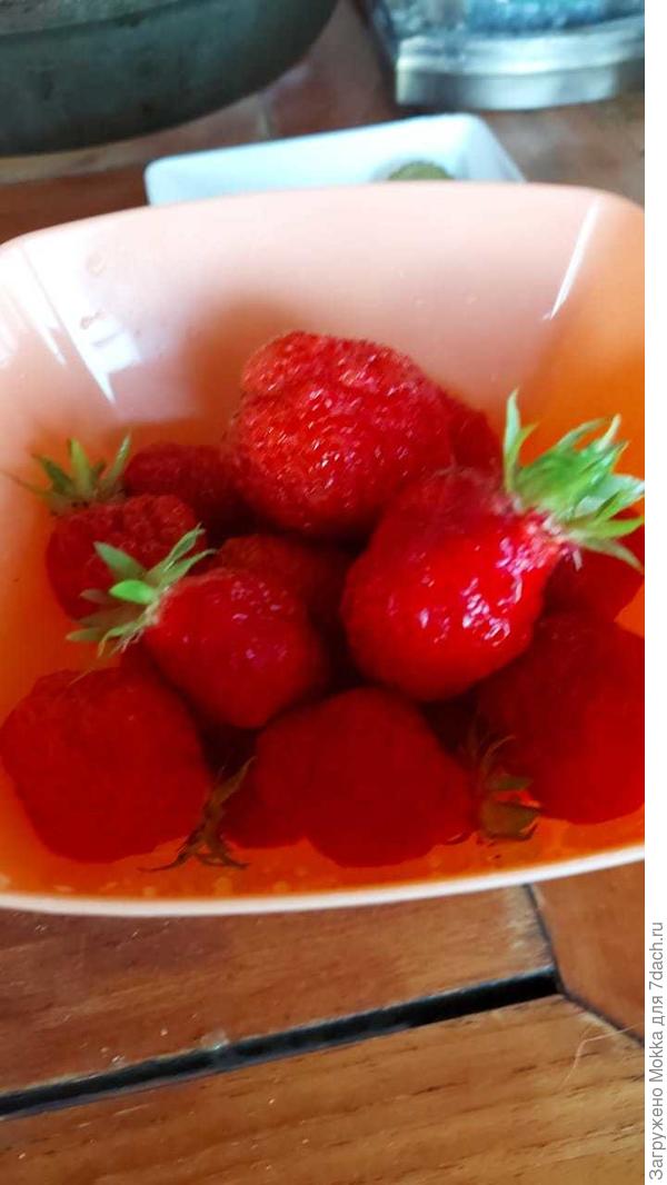 Первая клубничка сладкая и крупная