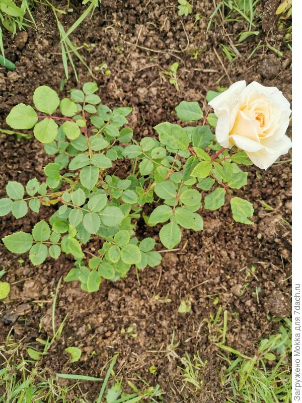 Первогодка Чарльз Дарвин