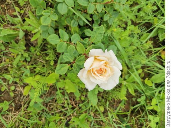 Чарльз Дарвин