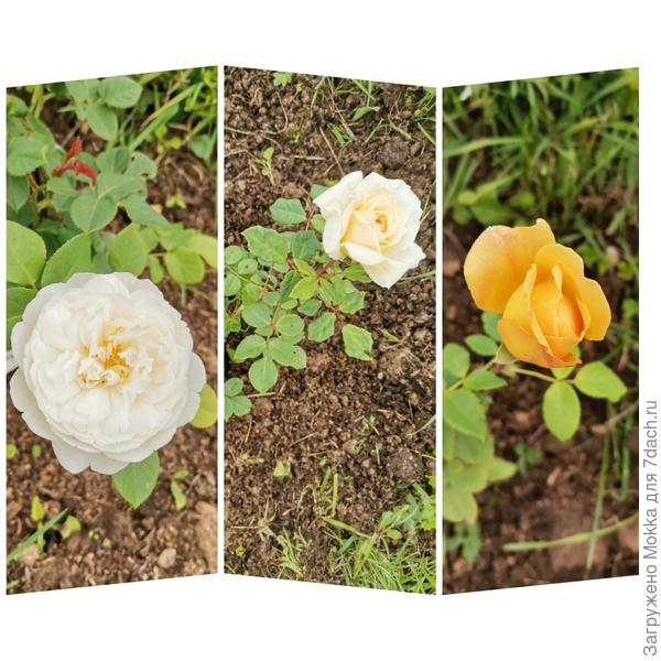 Вильям Катрин, Чарльз Дарвин, голден селебрейшн.