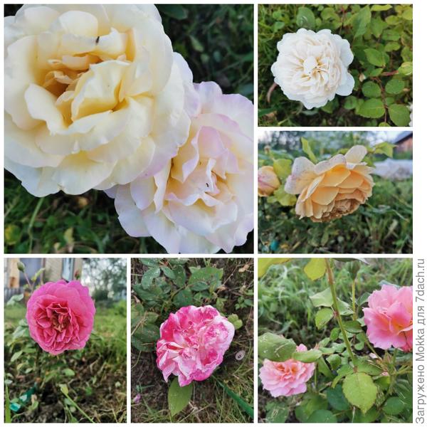 Мои розочки