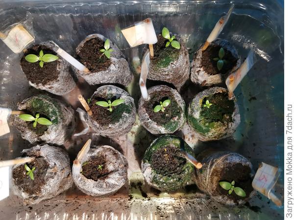 Нам один месяц и 6 дней