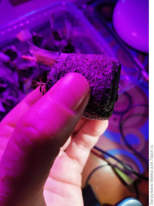 От горшка 2 вершка, а корень уже пророс через всю таблетку