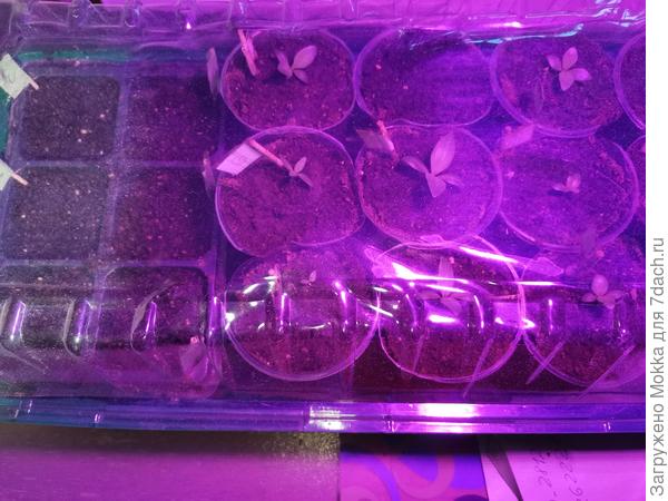 Слева земляника (09.01.21), справа эустомы (21.11.20).