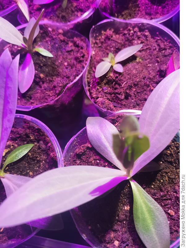 Чуть-чуть покушали мы.