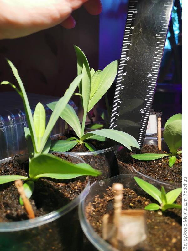 Стебель видно