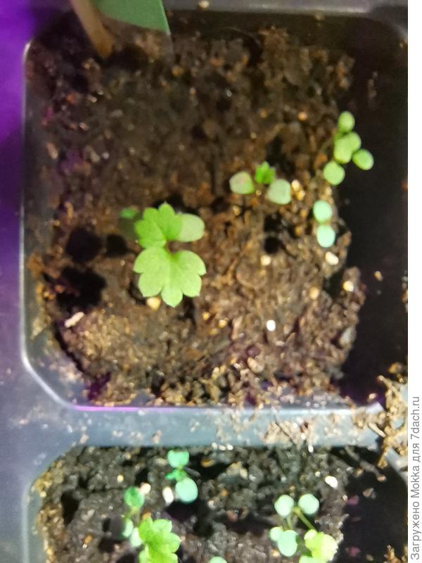 На некоторых 2 листочка