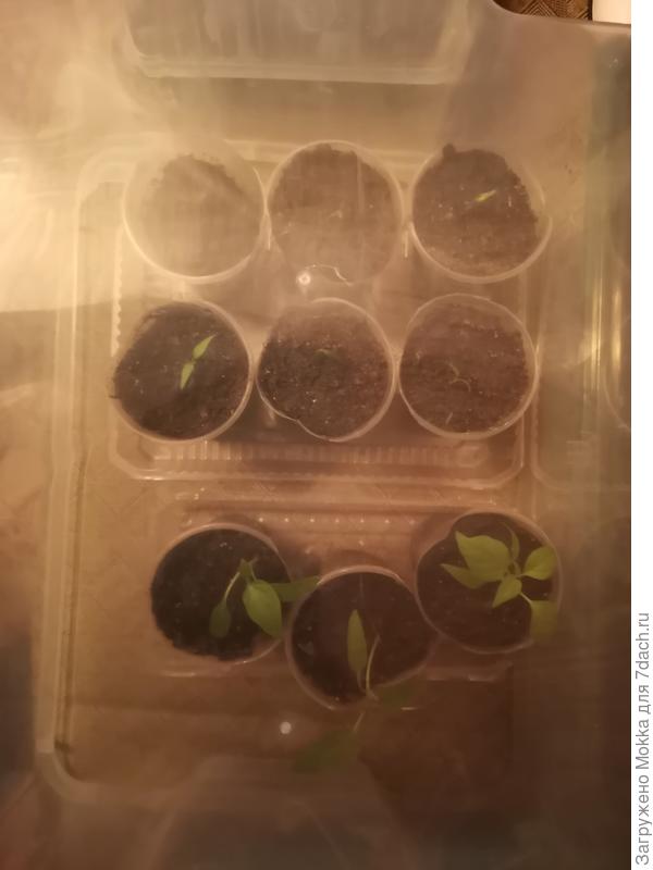 Острый перчик