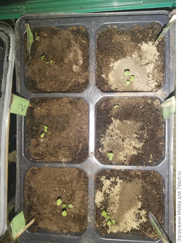 Посев начало февраля