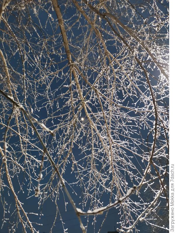 Запорошило ветки