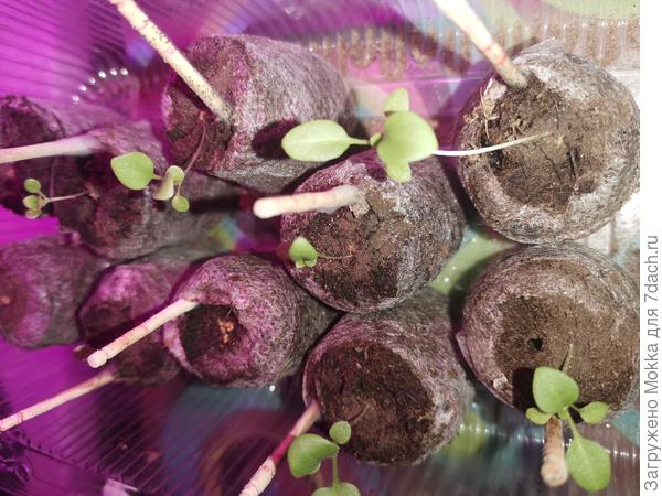 Вот так вот вытянулись ампельные петуньи и заваливаются.