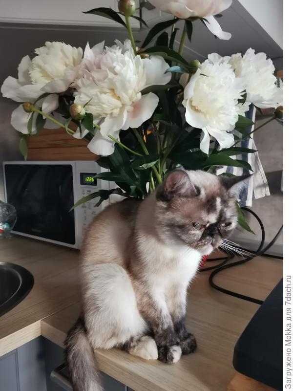 Натюрморт Ася и пионы