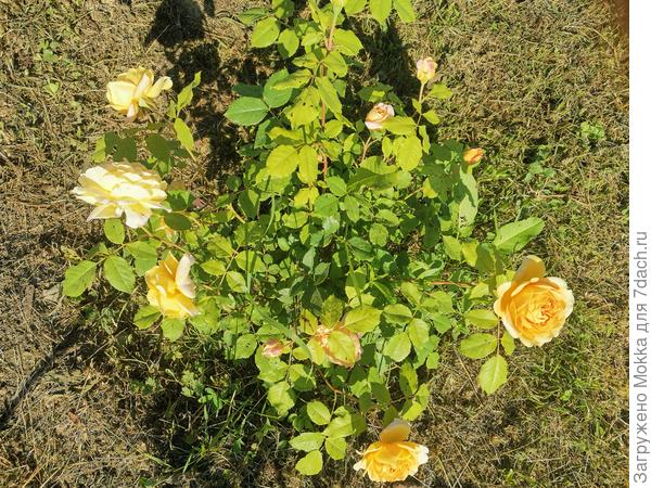 Голден целебрейшн