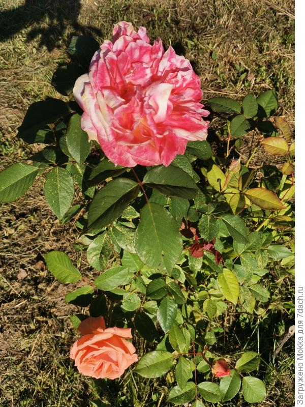 Сюзанна Тамаро