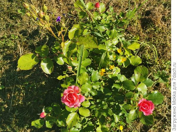 Бордюр Априкот