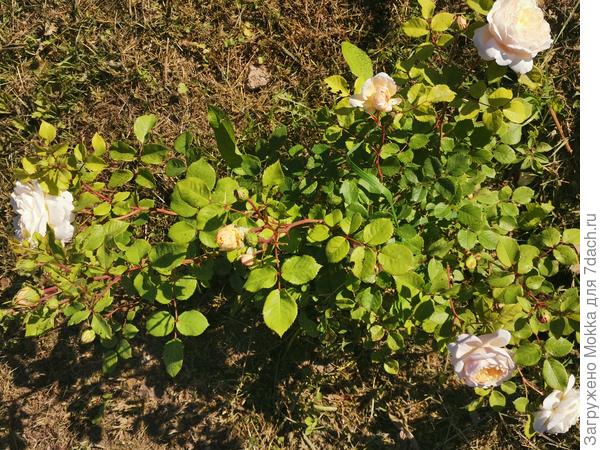 Чарльз Дарвин