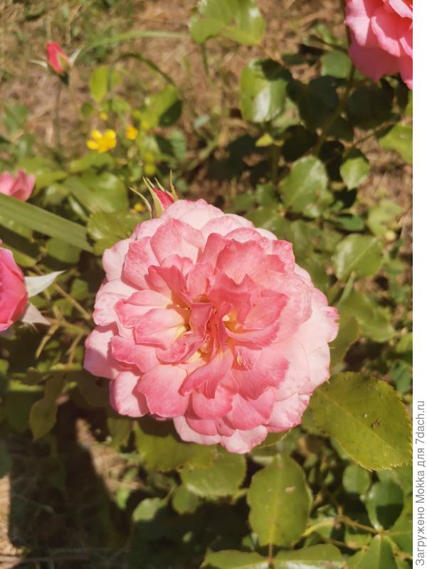 Цвет нежно-кремово-розовая.