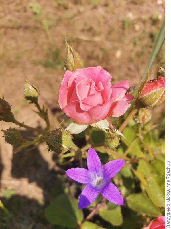 Красивое сочетание цветов.