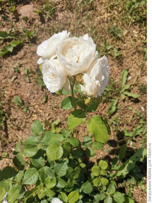 Вот такой букетик