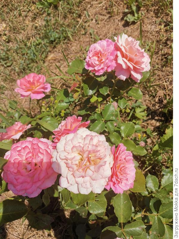 некоторые цветы поменяли цвет