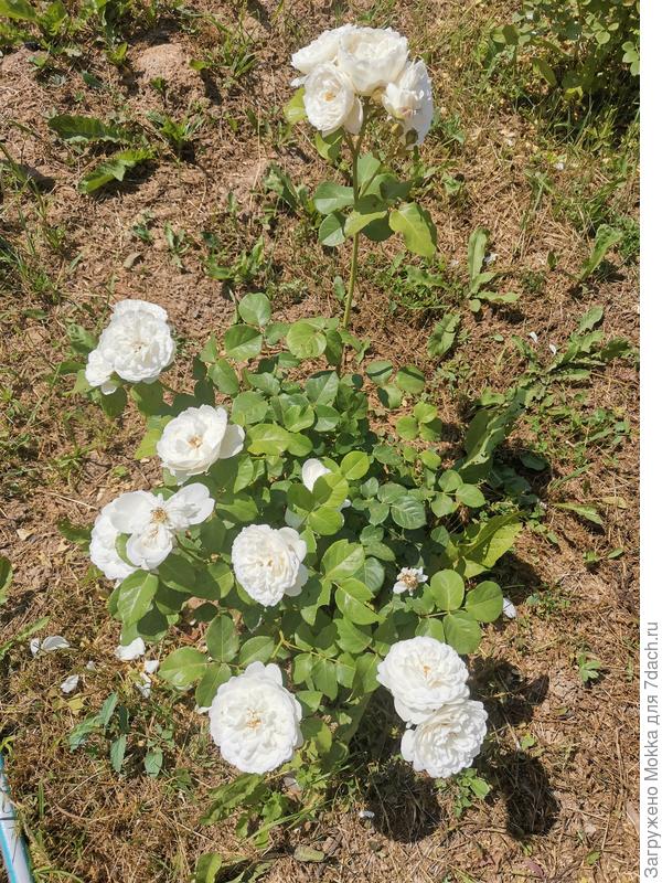 Вильям и Кэтрин