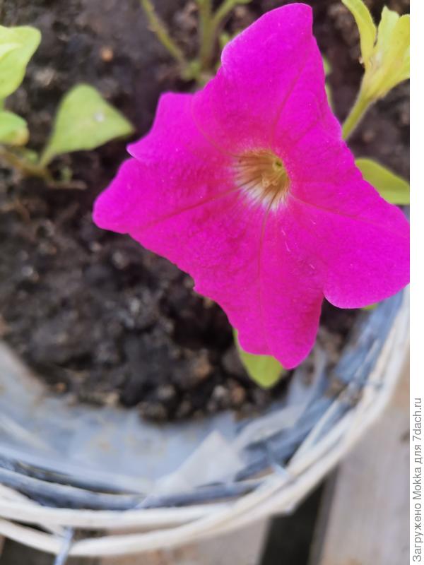 Вот такие только цветут пока.