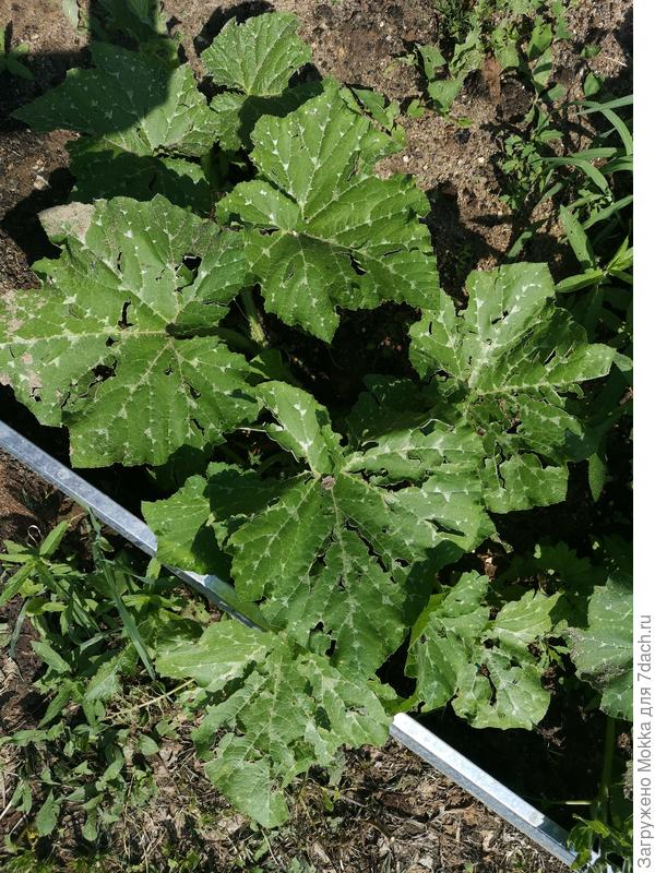 Листья тыквы побиты градом :(