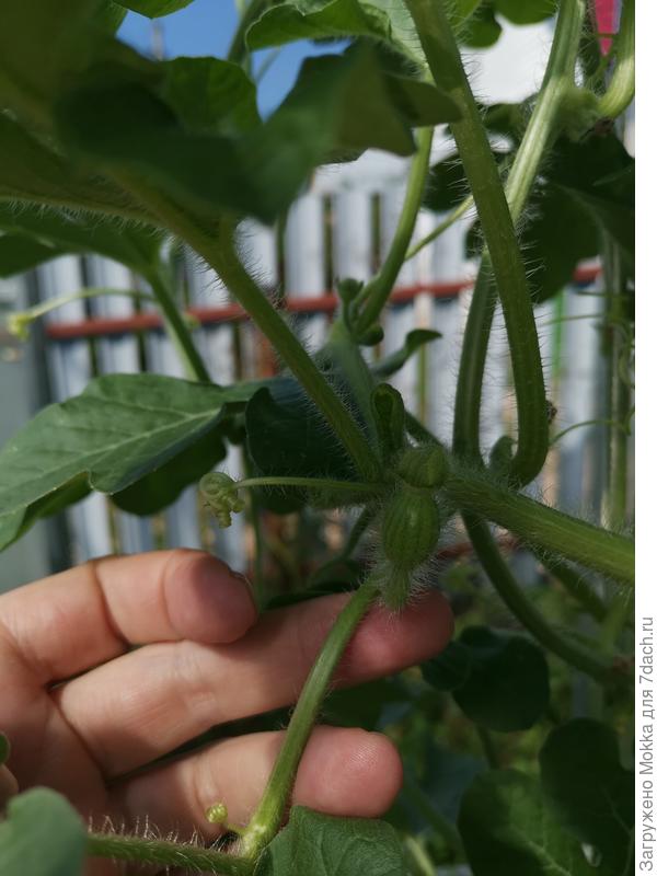 Арбузики лилипутик