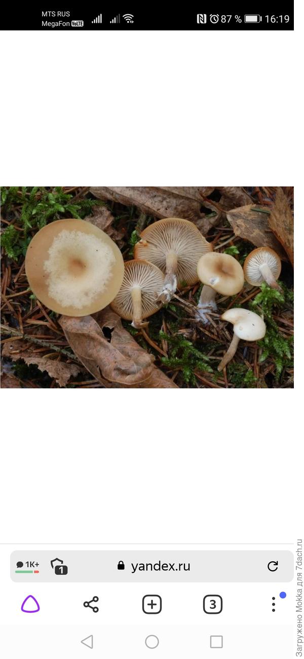 У нас такие грибы называют гоаорушками