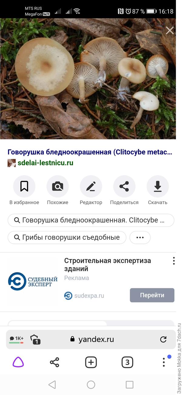 Говорушка бледноокрашенная