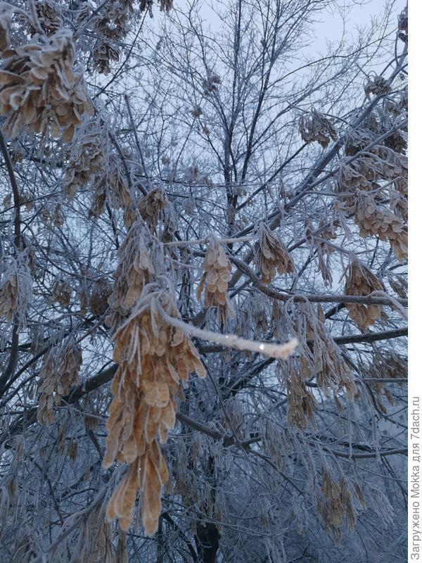 Красивые, хоть и поникшие ветки