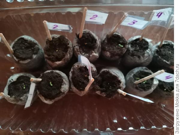 И любимые эустомы. Часть. Всего посеяла 20 штук.