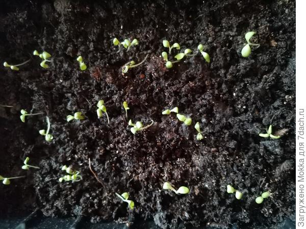 Взошла гвоздика