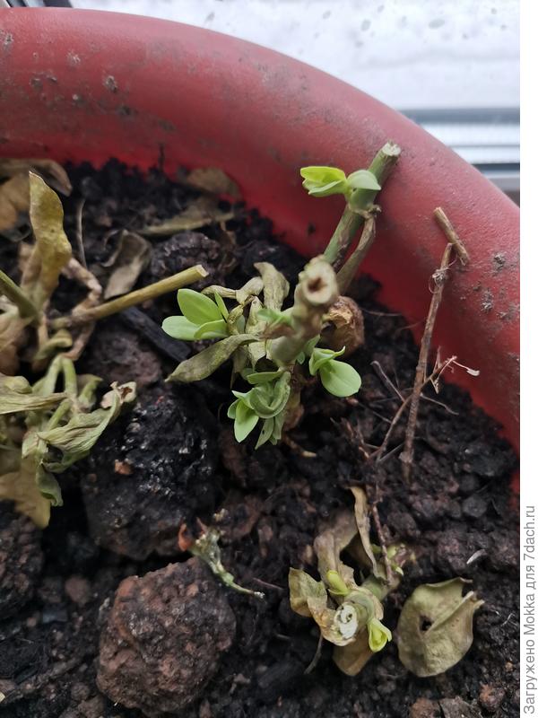 Зимует прошлогодняя эустома на подоконнике.