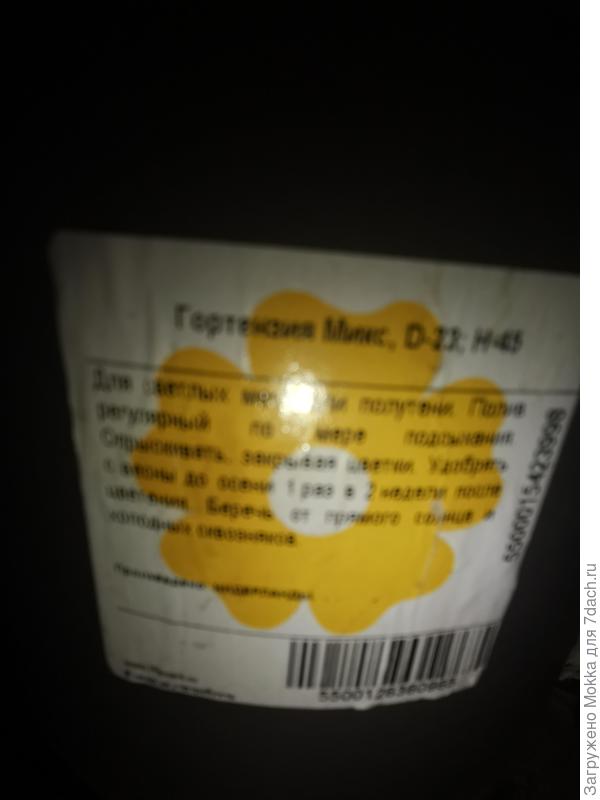 Написано гортензия микс.