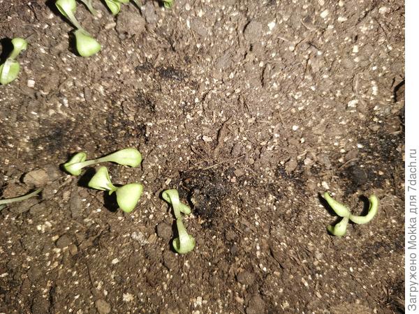 Справа. Это не листик, она сразу так раскрылась.