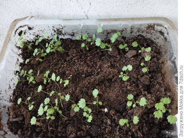 11 января посев