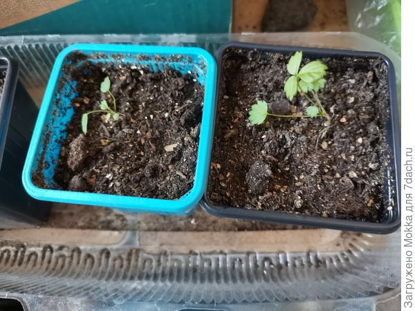 Рюген декабрьский