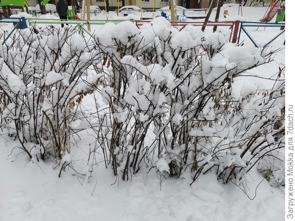 Вместо листочков - снежок