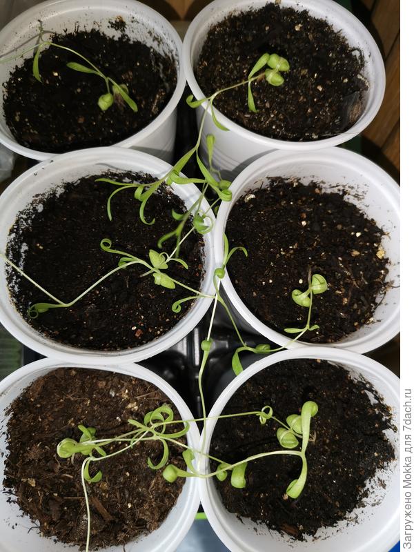 Тоненькие какие то