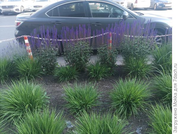 Не знаю название цветочка