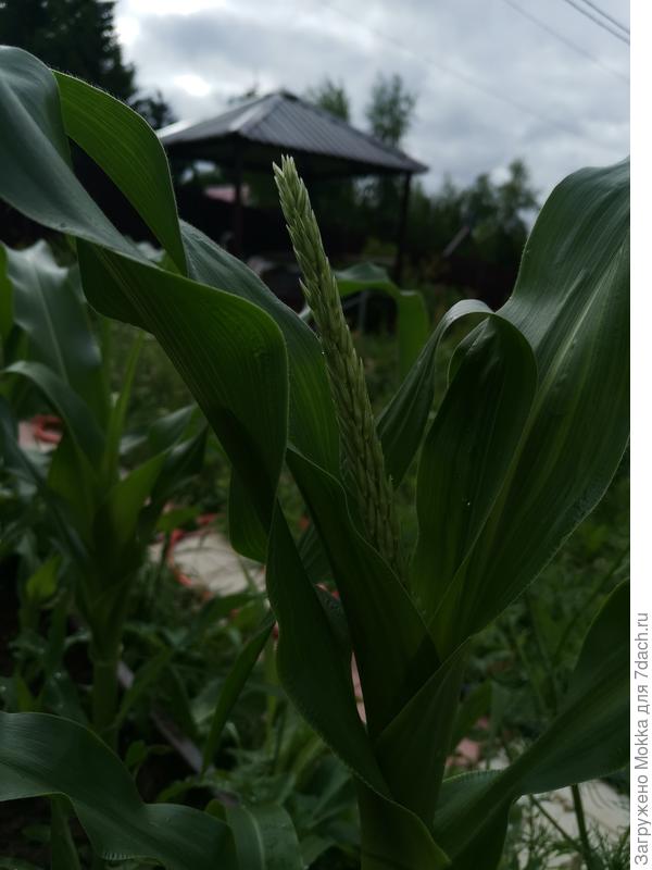 Первый пошел