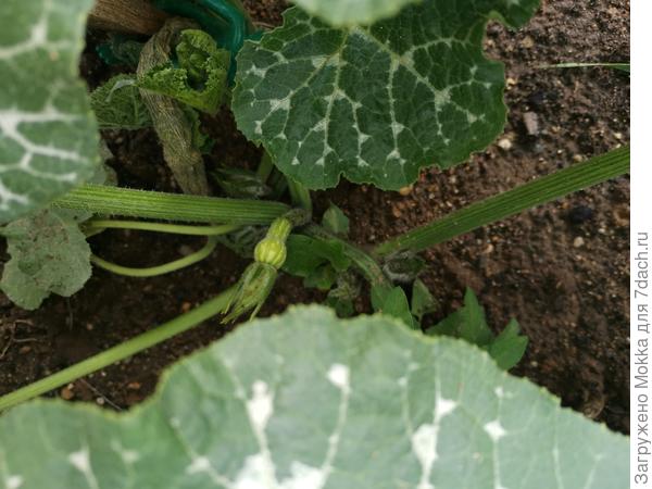 А это тыква