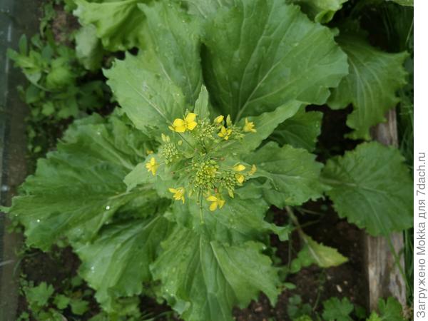 Пекинская капуста цветет