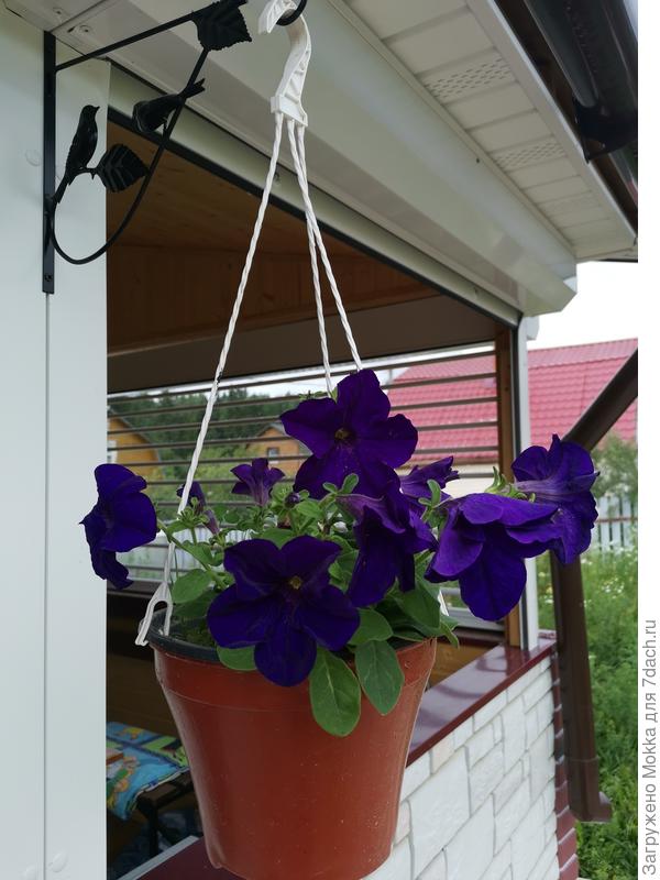 Активно цветут в кашпо