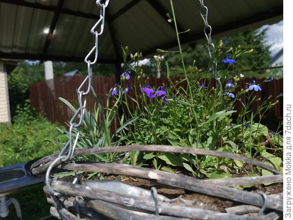 Мои лобелии тянутся вверх, и совсем не ампельные
